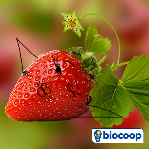 Le fruit du mois de mai : la fraise ! Le fruit du mois de mai : la fraise !